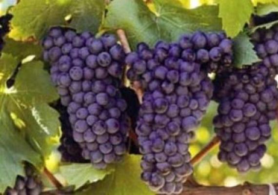 Черты и характеристики наиболее распространенных сортов вин